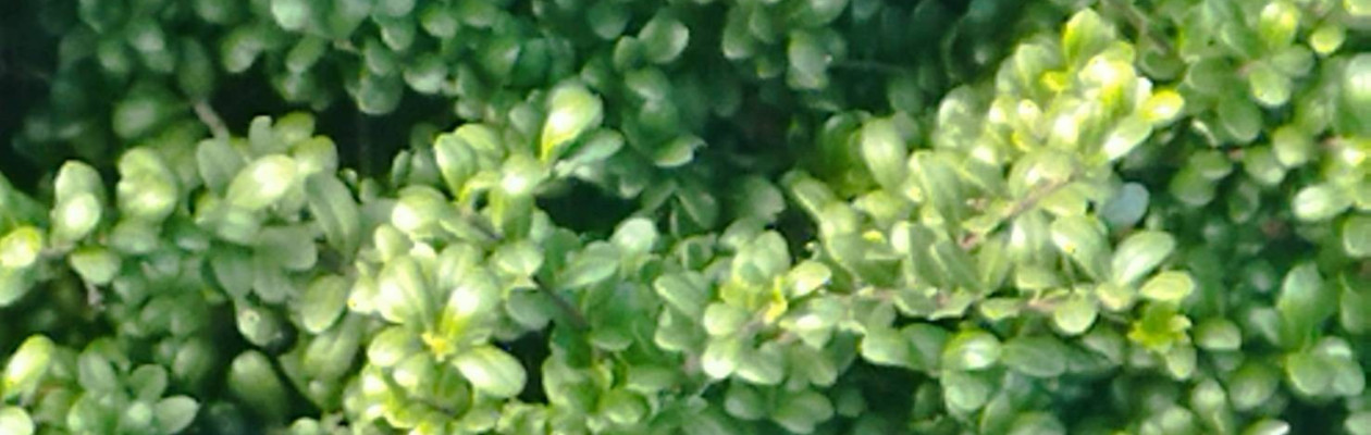 相模原支部より